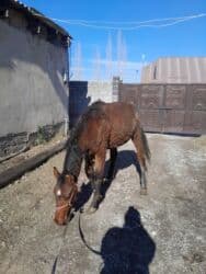 купить немецкую овчарку в бишкеке: Жылкы жазга байтал еки баш полукровка ургачы сатылат — 5