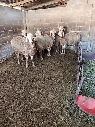 бараны гисар: Продаю | Баран (самец) | Арашан | Для разведения | Племенные — 3