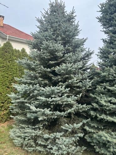 где можно купить саженцы павловния в кыргызстане: Саженцы деревьев: Ели — 1