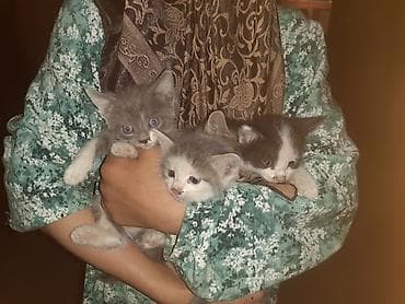 Котята, помёт из 4 малышей. - Окрас: серо-белые (несколько оттенков) — 2