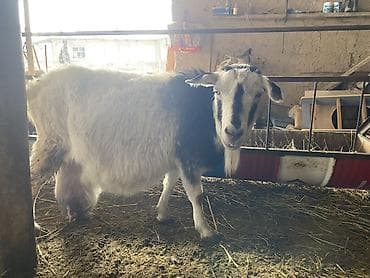 продаю козы: Продаю | Коза (самка) | Полукровка | Для молока — 4