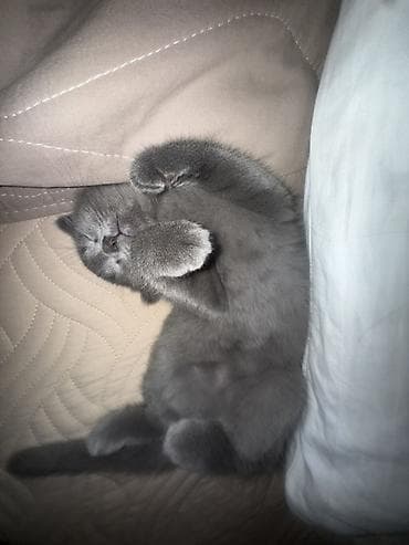 кошка серая: Скотиш Фолд (Шотландская вислоухая), 5 месяцев, Девочка, Голубой, Приучена к лотку — 4