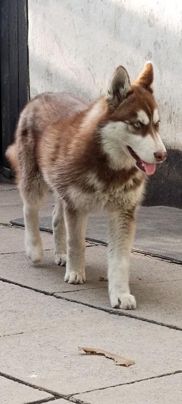 продажа котиков: Территория Tundra_312 выставляет на продажу отличных, высоко-породных — 5