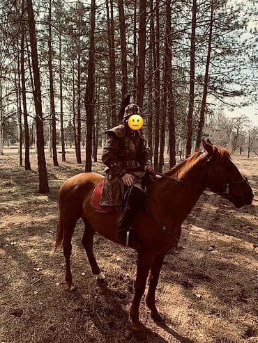 Продаю | Конь (самец) | Дончак | Для разведения, Конный спорт | Племенные