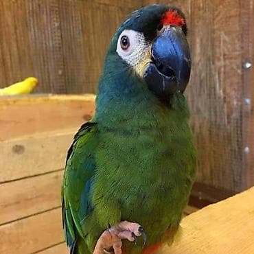 попугай жако цена: Ара маракана и аврикол! Продаются идеальны без дефектов! Веселые и — 5