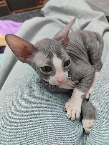 кошки сфинкс: Котёнок породы донской сфинкс. Описание: - Окрас: серо-белый — 3