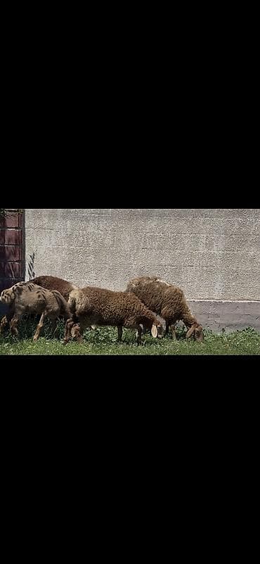 морской аквариум купить: Продаю | Овца (самка), Ягненок | Арашан | Для разведения | Ярка — 6