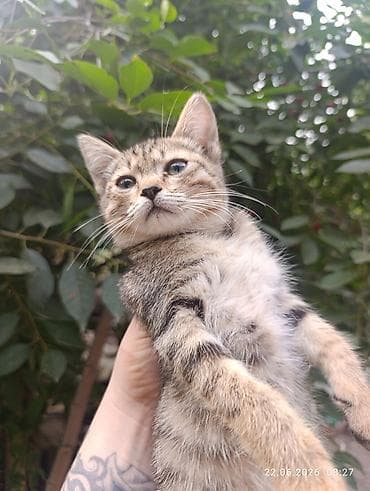 Животные: Котята, домашние Описание: Отдам в добрые любящие руки. - На выбор — 2