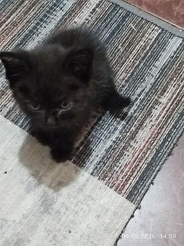 scottish fold: Черный КОТЁНОК 1, 5 МЕСЯЦ ОЧЕНЬ ЛАСКОВЫЙ ИГРИВЫЙ К ЛОТКУ ПРИУЧЕН — 3