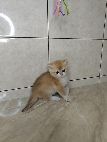 веслоухий кошка: Британская короткошёрстная, 1 месяц, Мальчик, Золотая шиншилла, Приучена к лотку — 7
