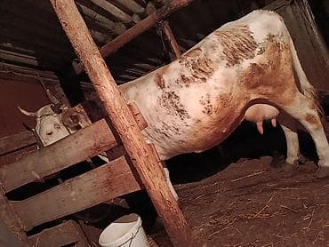 Продаю | Корова (самка) | Для молока | Привязанные at lalafo.kg Продаю | Корова (самка) | Для молока | Привязанные