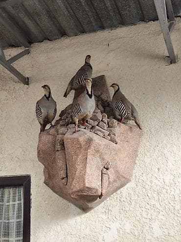 Декоративная настенная композиция «Каменный уступ с кекликами» at lalafo.kg Декоративная настенная композиция «Каменный уступ с кекликами»