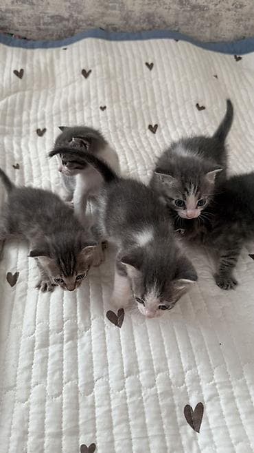 котята сиамской кошки: Кошка даром: Беспородная, 1 месяц, Девочка, Приучена к лотку — 3