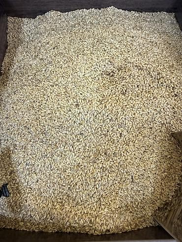 Сейфы: Семена льна золотистые (белый лен) 🌿 Продажа оптом и в розницу — 6