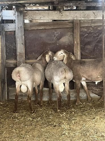 веслоухая кошка: Продаю | Баран (самец) | Арашан | Для разведения | Племенные — 2