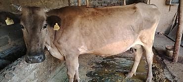 каровы кант: Продаю | Корова (самка) — 4