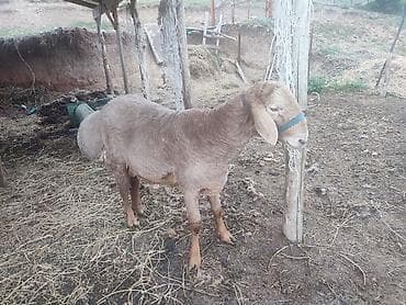 Продаю | Баран (самец) | Арашан | Для разведения | Племенные