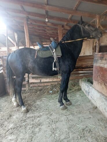 собака доберман сколько стоит: Сатам | Жылкы (эркек) | Жумушка — 2