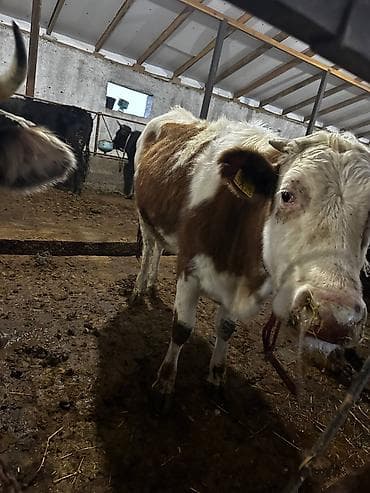 Продаю | Корова (самка) | Для разведения