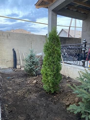 Продаются декоративные хвойные растения 🌿🌲 -туи от 150 до 300см -ели at lalafo.kg Продаются декоративные хвойные растения 🌿🌲 -туи от 150 до 300см -ели