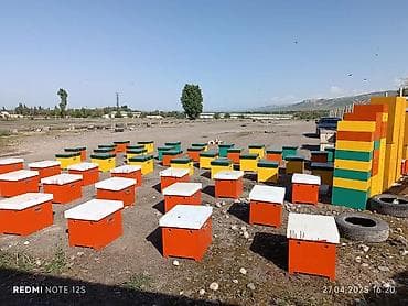 ящик для пчёл: Бал челектер сатылат аарысы менен парода карника 10 рамкалык корпусной — 3