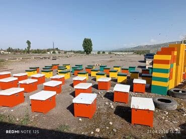 Рыбы: Бал челектер сатылат аарысы менен парода карника 10 рамкалык корпусной — 3