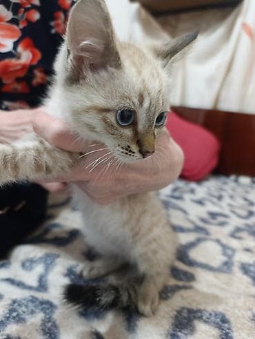 карликовые котята: В Добрые руки. БЕСПЛАТНО!!! 2 котёнка, 2 мальчика - серенький с — 4