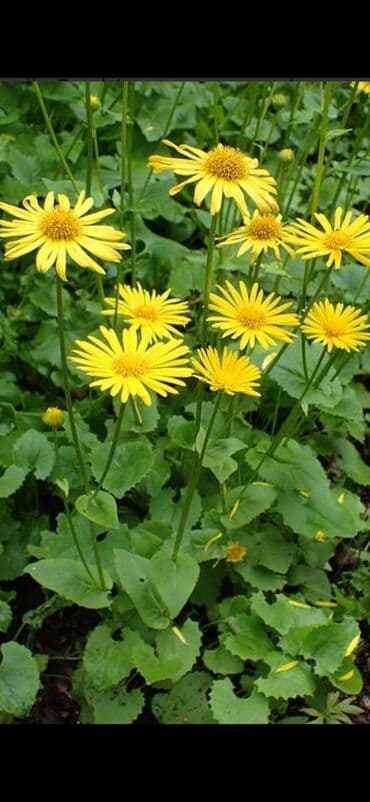 органайзер бишкек: Көчөттөр гүлдүн — 11