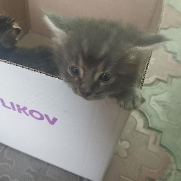 сколько стоит сибирская кошка котенок: Котята серого окраса ЗВОНИТЬ ПО ВАТСАППУ - Милые пушистые котята с — 3