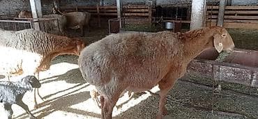 кой парода: Продаю | Овца (самка) | Арашан | Для разведения | Котные — 7