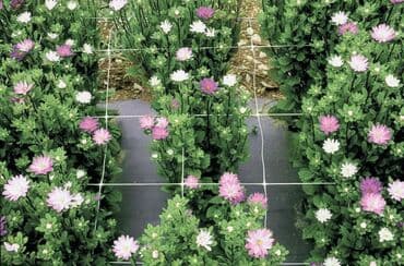 фитолампы для растений: Сетка для выращивания цветов на срезку. Ячейка 10*10 см Белая Высота 1 — 2