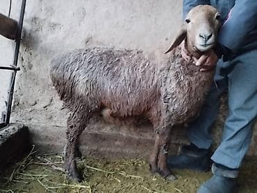 Птицы: Продаю | Овца (самка) | Для разведения | Матка — 1