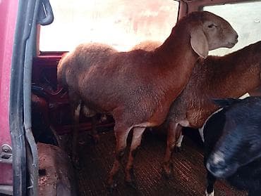 цесарки купить: Продаю | Баран (самец) | Гиссарская, Полукровка | На забой, Для разведения | Осеменитель — 3