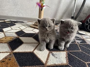сиамская вислоухая кошка: Шотландские котята (окрас голубой) «Милые котята недавно родились 🐾 — 5