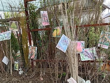 стелаж для магазин: Саженцы хвойных, декоративных и плодовых культур Ассортимент: - — 6