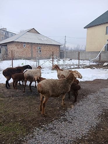 козулу: Продаю | Овца (самка) | Для разведения | Матка — 9