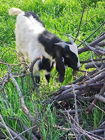 рынок собак в бишкеке: Продаю | Коза (самка) | Полукровка | Для разведения — 1