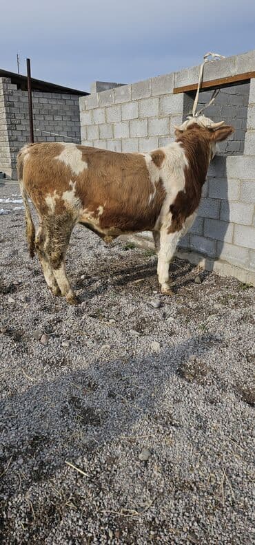 сколько стоит кошка в бишкеке: Продаю | Корова (самка), Бык (самец), Тёлка | Монбельярд | Для разведения, Для молока | Осеменитель — 2