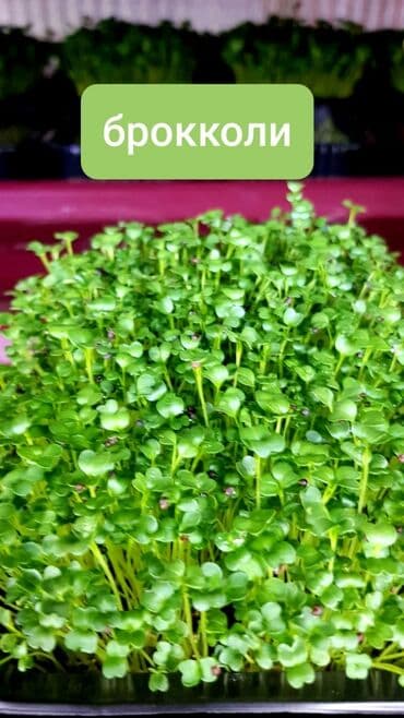 превосходный сорт яблок: Продается вкусная красивая и очень полезная микрозелень в большом — 11