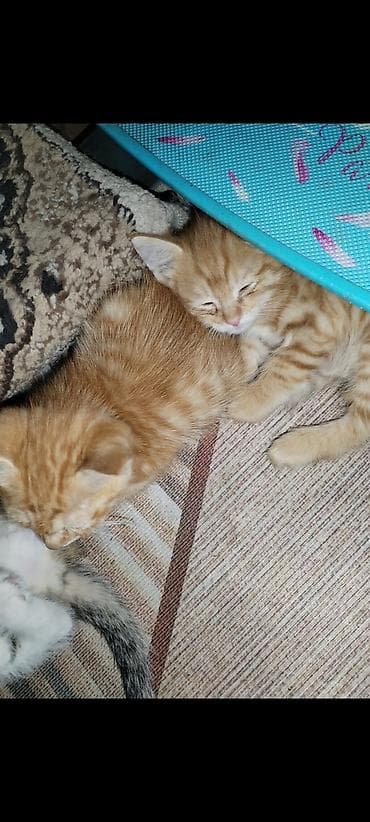 продажа кота: Котята, помёт из трёх малышей: - Два рыжих тигровых (мальчики) с — 3