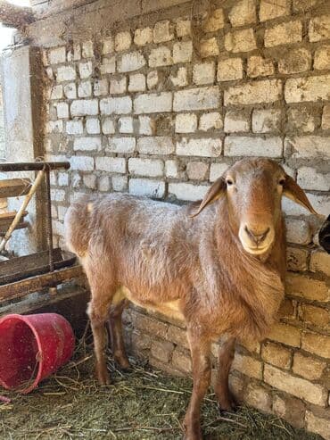 Грызуны: Продаю | Баран (самец) | Арашан | Для разведения | Племенные — 6