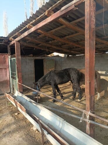 купить собаку доберман в бишкеке: Продаю | Жеребенок | Для разведения — 1