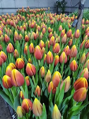 гул букет фото: ТЮЛЬПАНЫ ТЮЛЬПАНЫ ТЮЛЬПАНЫ. принимаем заказы на тюльпаны оптом к 8 — 2