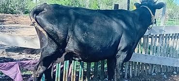 куплю дойную корову: Продаю | Корова (самка) — 2