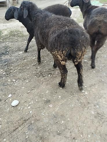 Продаю | Овца (самка) | Для разведения at lalafo.kg Продаю | Овца (самка) | Для разведения