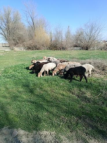 мойка шерсти: Продаю | Овца (самка) | Полукровка | Для разведения | Ярка — 6