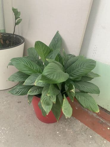 живая изгородь цена: Каждый цветок выше 1 метра,цена 3000 сом — 3