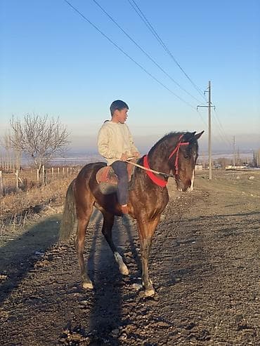 собака бишон: Продаю | Жеребец | Рабочий — 4