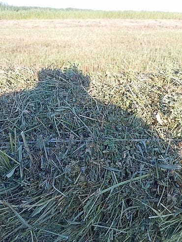 зерно мет: Сено в тюках (луговое/бобово-злаковое) - Упаковка: прямоугольные тюки — 4