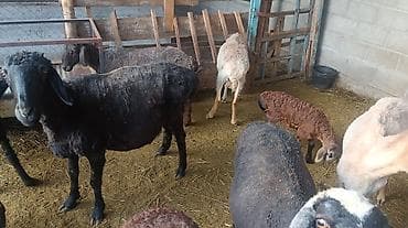 поросята кара балта: Продаю | Овца (самка) | На забой | Матка — 3